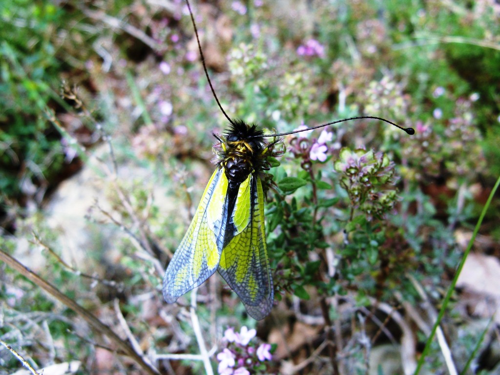 Libelloides coccajus? Prealpi lombarde (LC)